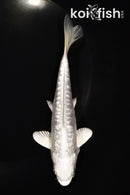 5.75" GINRIN DOITSU PLATINUM OGON