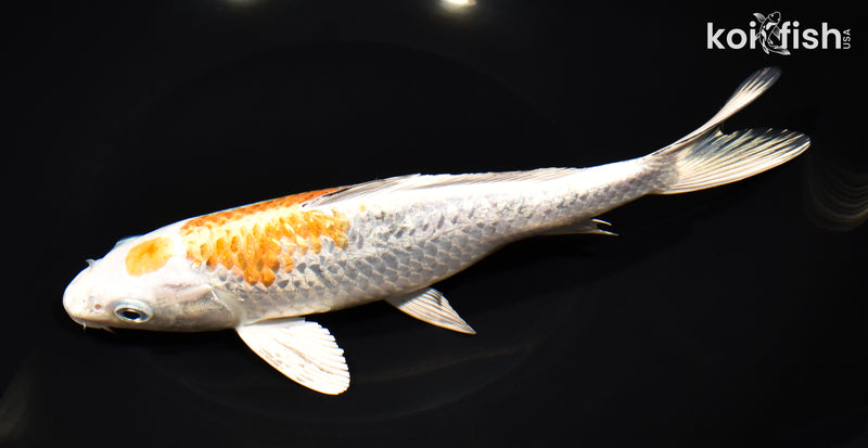 8.5" GINRIN MARUTEN YAMATO NISHIKI