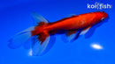 5.75" WATONAI GOLDFISH