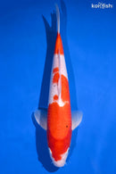12.75" KOHAKU