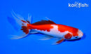 5.75" SARASA WATONAI GOLDFISH