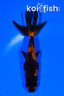 4.75" WAKIN GOLDFISH