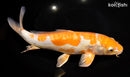 12.75" ARAGOKE OCHIBA SHIGURE