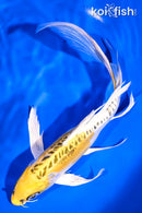 9.5" KIN KIKOKURYU BUTTERFLY