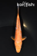 5.5" DOITSU OCHIBA SHIGURE