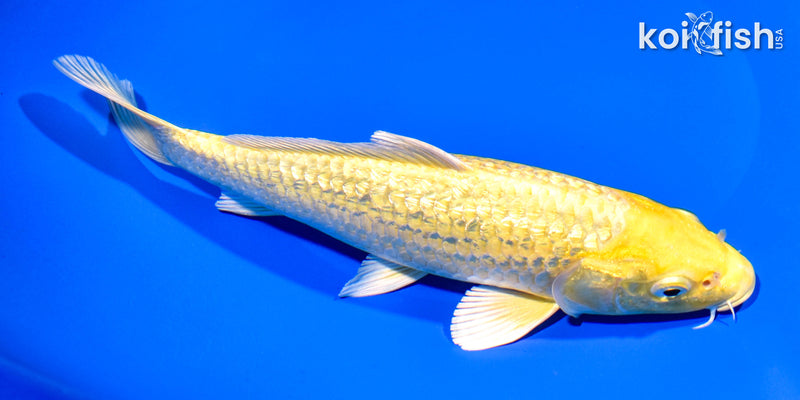 8.5" GINRIN YAMABUKI OGON