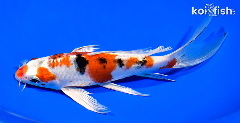 8" YAMATO NISHIKI BUTTERFLY