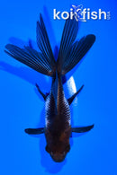 5" WATONAI GOLDFISH