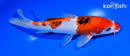 7.25" SANKE