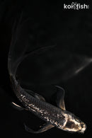 5.75" GINRIN GINGA BUTTERFLY