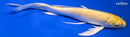 8" YAMABUKI OGON BUTTERFLY