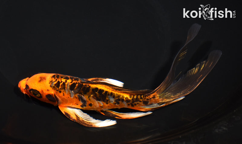 7.25" ARAGOKE BENI KIKOKURYU BUTERFLY