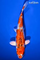 8.25" GINRIN YAMATO NISHIKI