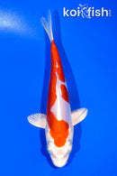 6" KIKUSUI