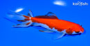 6.25" WATONAI GOLDFISH