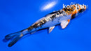 4" GINRIN YAMATO NISHIKI