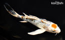 7.25" YAMATO NISHIKI BUTTERFLY