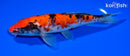 7.75" DOITSU GOSHIKI
