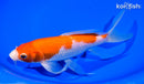 8.5" KOHAKU BUTTERFLY