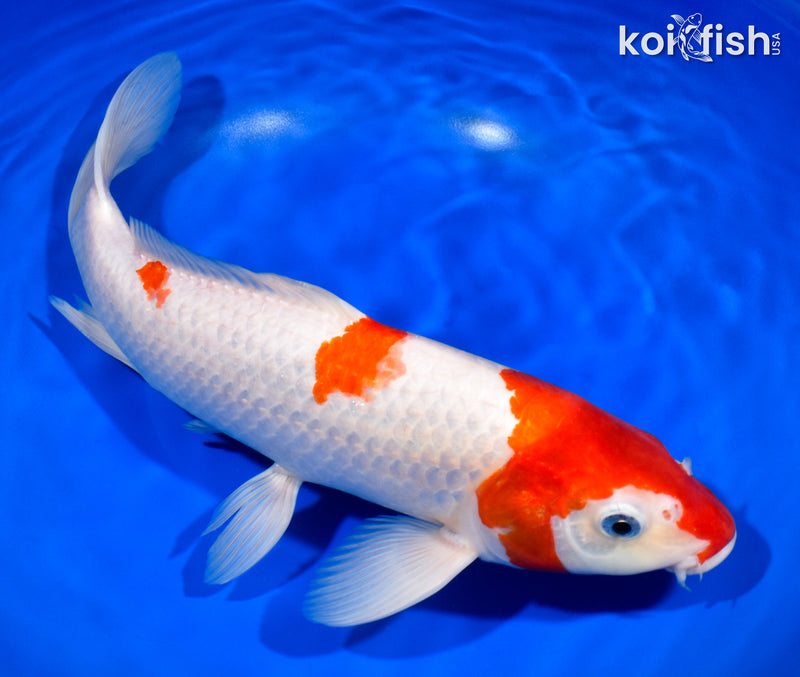 13" KOHAKU