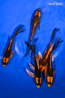 PACK OF (5) 5.25-5.5" BUTTERFLY KOI