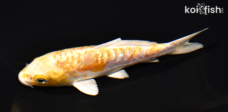 5" GINRIN ARAGOKE LEMON HARIWAKE