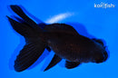 5.25" TELESCOPE FANTAIL GOLDFISH