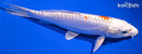 8" KIKUSUI