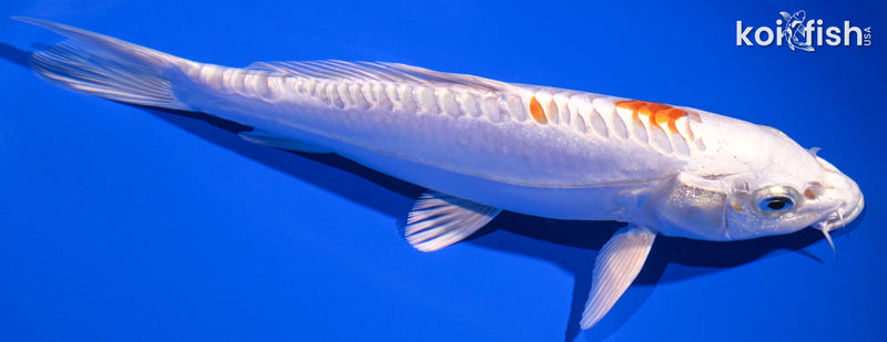 Orange Koi Fish For Sale – Page 14