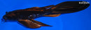 9.75" BENI KIKOKURYU BUTTERFLY