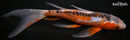 9.75" HI SHUSUI BUTTERFLY