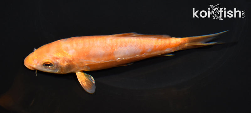5.5" DOITSU OCHIBA SHIGURE