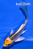 4.75" KUJAKU BUTTERFLY