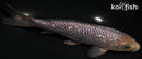 7.25" GINRIN SORAGOI