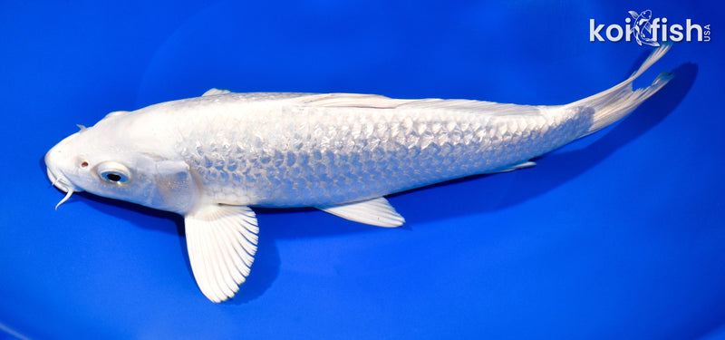 10.25" GINRIN PLATINUM OGON