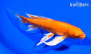 7.5" ORENJI OGON BUTTERFLY