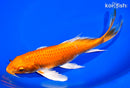 8.75" ORENJI OGON BUTTERFLY