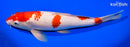 12.75" KOHAKU