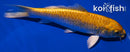 5.75" YAMABUKI OGON