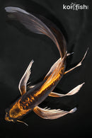 10" BENI KIKOKURYU BUTTERFLY