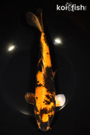 11.25" KIN HI UTSURI