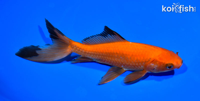 6.25" WATONAI GOLDFISH
