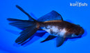 5" WATONAI GOLDFISH