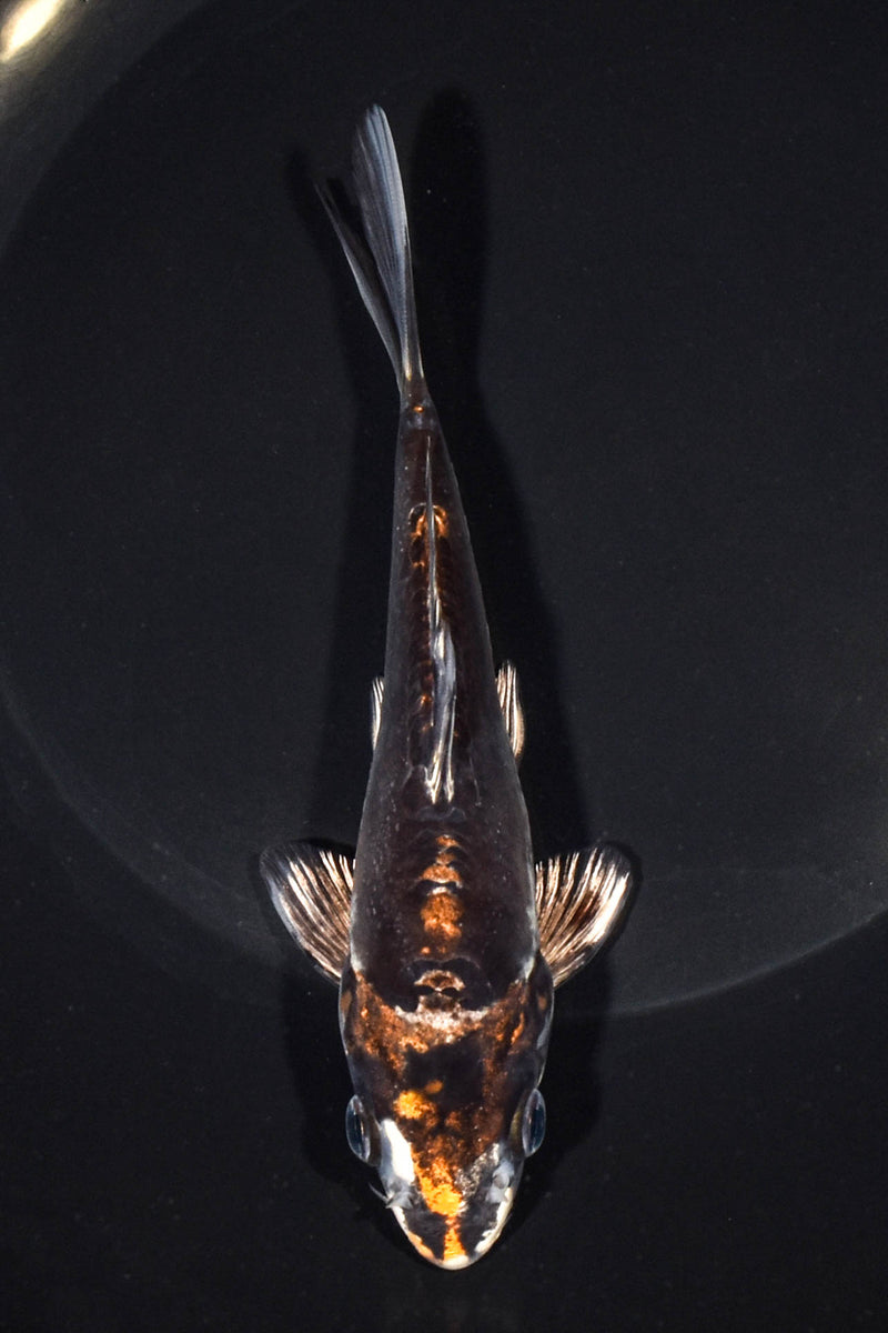 6" BENI KIKOKURYU