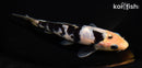 6.25" DOITSU SHIRO UTSURI
