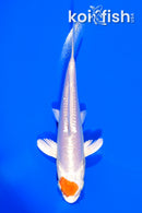 5.75" TANCHO KIKUSUI