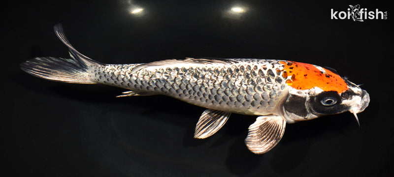10.75" GINRIN BENI GINGA