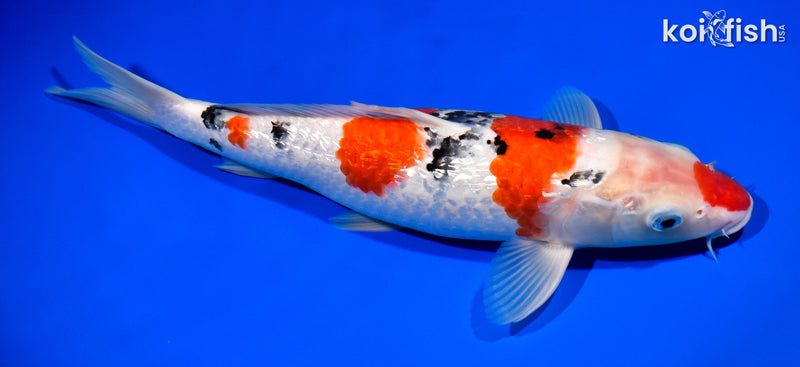 13.25" GINRIN SANKE
