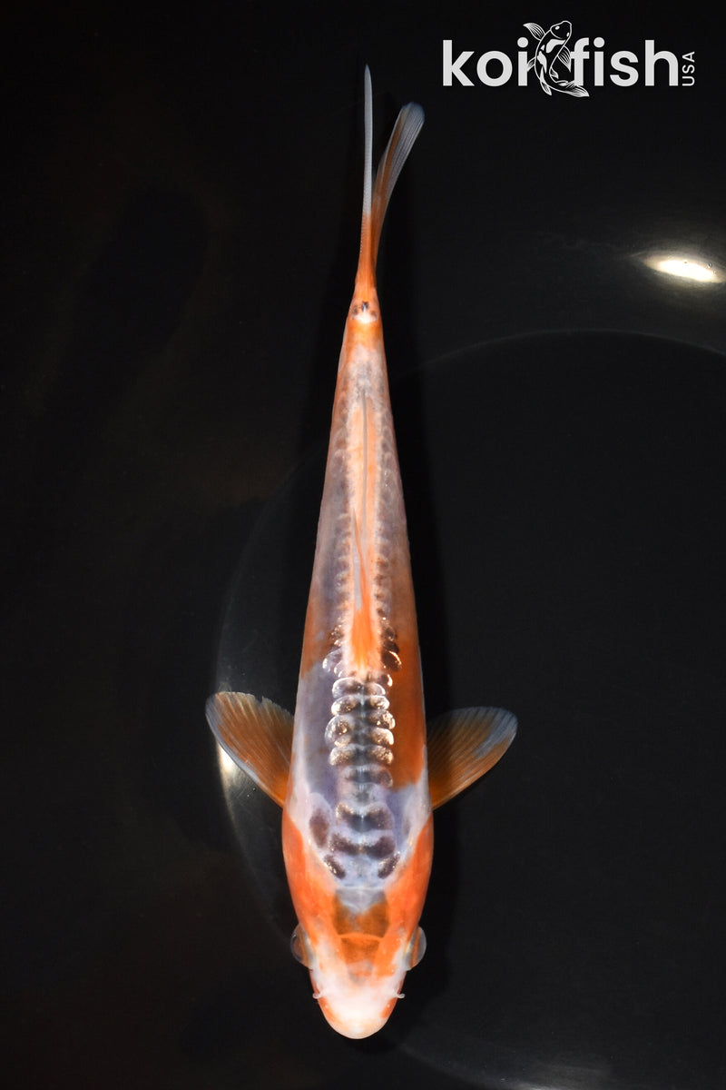 7" GINRIN HI SHUSUI