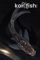 5" GINRIN SORAGOI BUTTERFLY